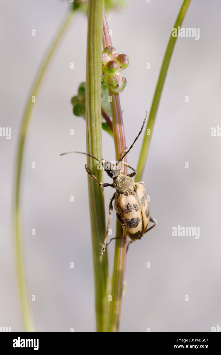 Pachytodes cerambyciformis, Longhorn beetle,  Wales,  UK. Stock Photo