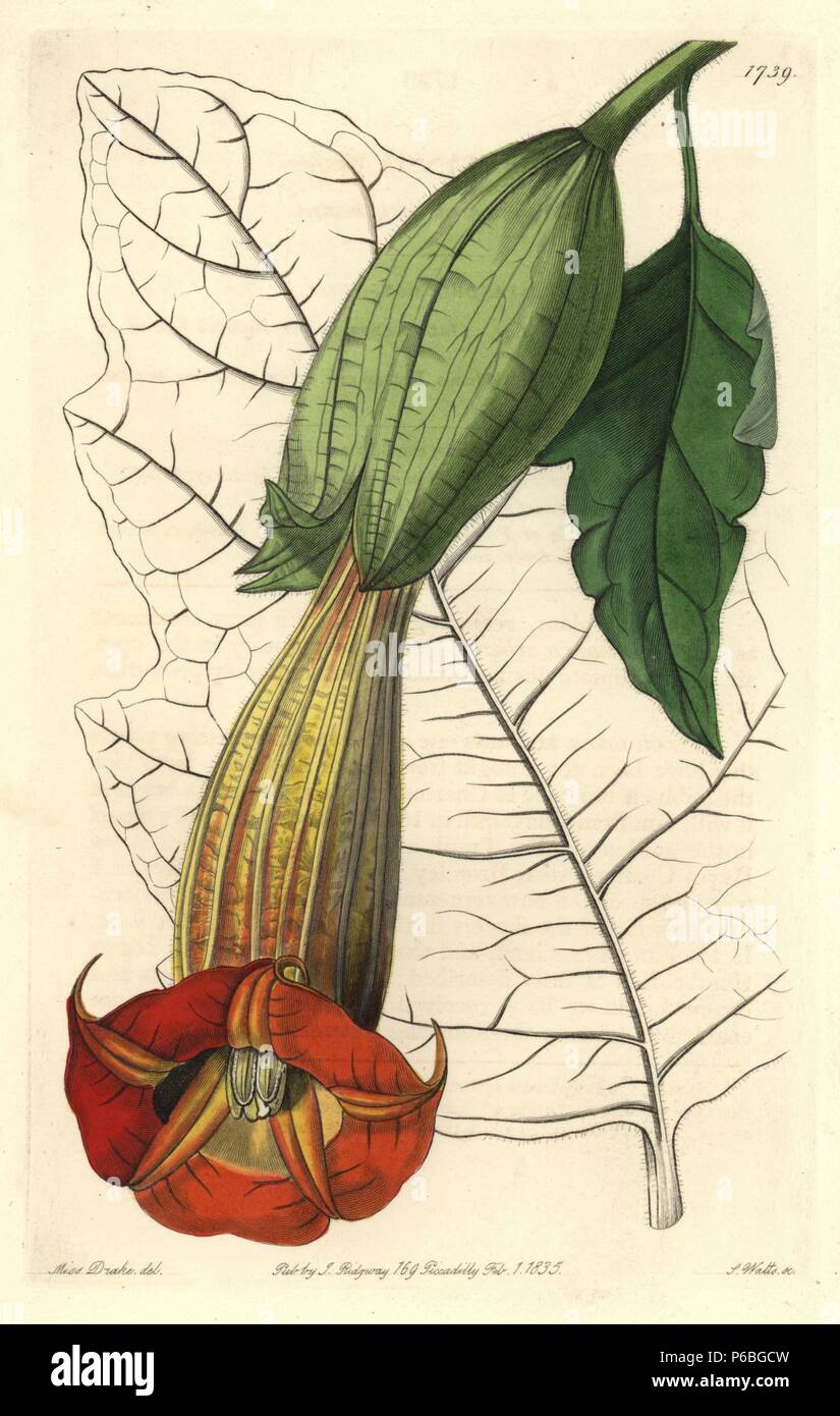 Red angel's trumpet, Brugmansia sanguinea (Two-coloured brugmansia, Brugmansia bicolor). Native to Guayaquil, South America. Handcoloured copperplate engraving by S. Watts after an illustration by Miss Drake from Sydenham Edwards' 'The Botanical Register,' London, Ridgway, 1835. Sarah Anne Drake (1803-1857) drew over 1,300 plates for the botanist John Lindley, including many orchids. Stock Photo