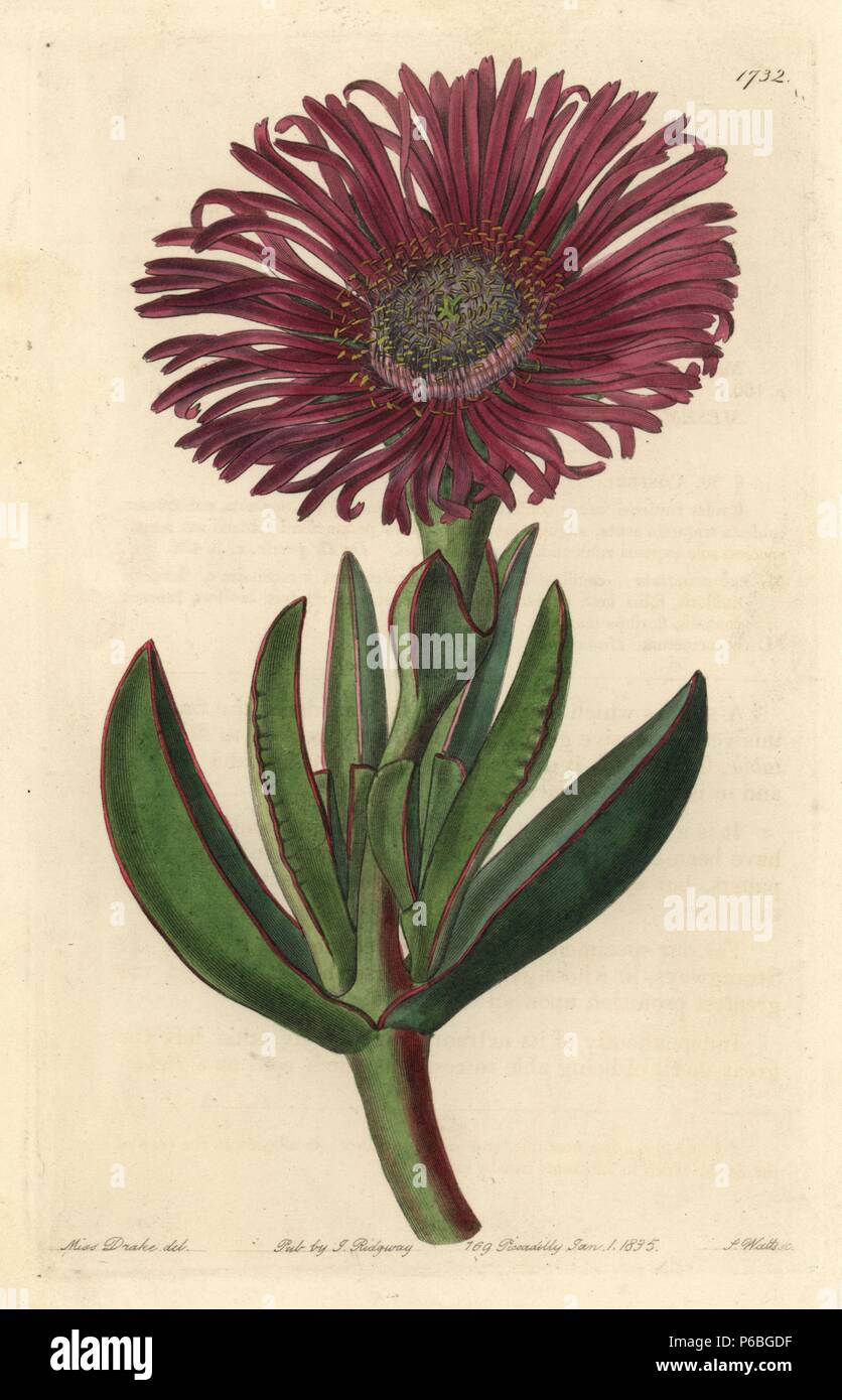 Sally-my-handsome, Carpobrotus acinaciformis (Red-edged fig marigold, Mesembryanthemum rubrocinctum). Native to South Africa. Handcoloured copperplate engraving by S. Watts after an illustration by Miss Drake from Sydenham Edwards' 'The Botanical Register,' London, Ridgway, 1835. Sarah Anne Drake (1803-1857) drew over 1,300 plates for the botanist John Lindley, including many orchids. Stock Photo