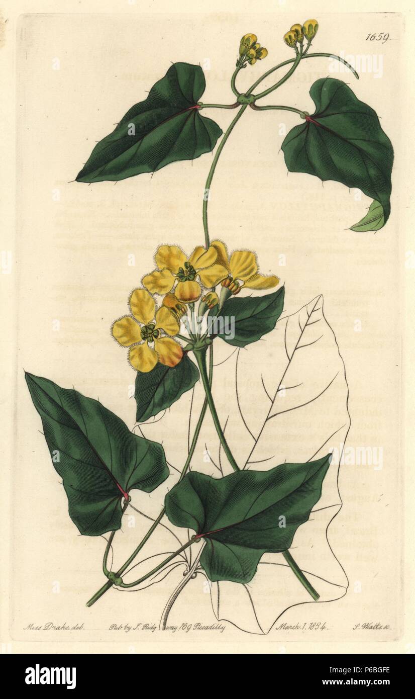 Awned stigmaphyllon, Stigmaphyllon auriculatum (Stigmaphyllon aristatum). Native to South America. Handcoloured copperplate engraving by S. Watts after an illustration by Miss Drake from Sydenham Edwards' 'The Botanical Register,' London, Ridgway, 1834. Sarah Anne Drake (1803-1857) drew over 1,300 plates for the botanist John Lindley, including many orchids. Stock Photo