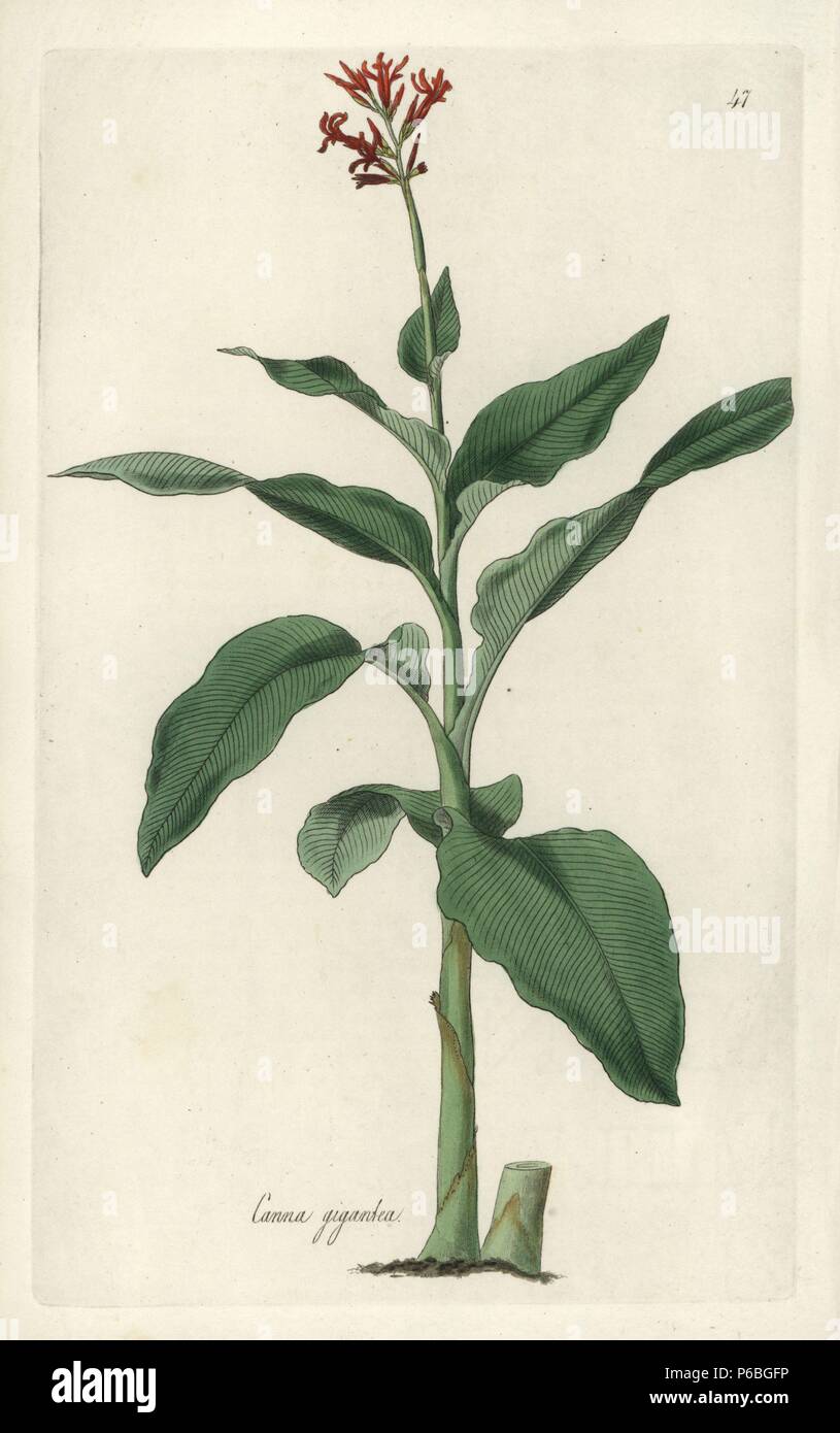 Giant canna, Canna tuerckheimii (Tall Indian shot, Canna gigantea). Handcoloured copperplate engraving by J. Swan after a botanical illustration by William Jackson Hooker from his own 'Exotic Flora,' Blackwood, Edinburgh, 1823. Hooker (1785-1865) was an English botanist who specialized in orchids and ferns, and was director of the Royal Botanical Gardens at Kew from 1841. Stock Photo