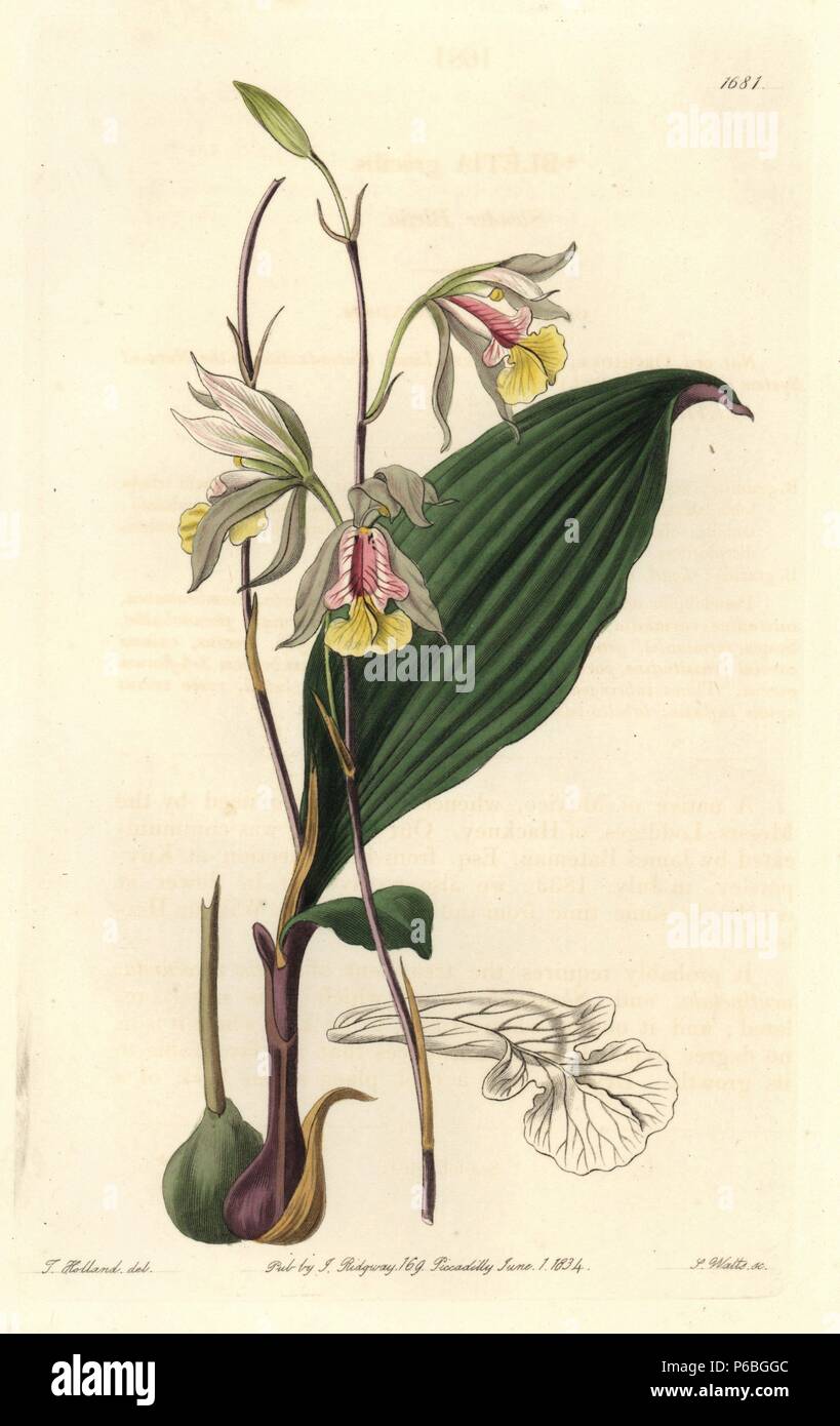 Slender bletia orchid, Bletia gracilis. Handcoloured copperplate engraving by S. Watts after an illustration by T. Holland from Sydenham Edwards' 'The Botanical Register,' London, Ridgway, 1834. Stock Photo