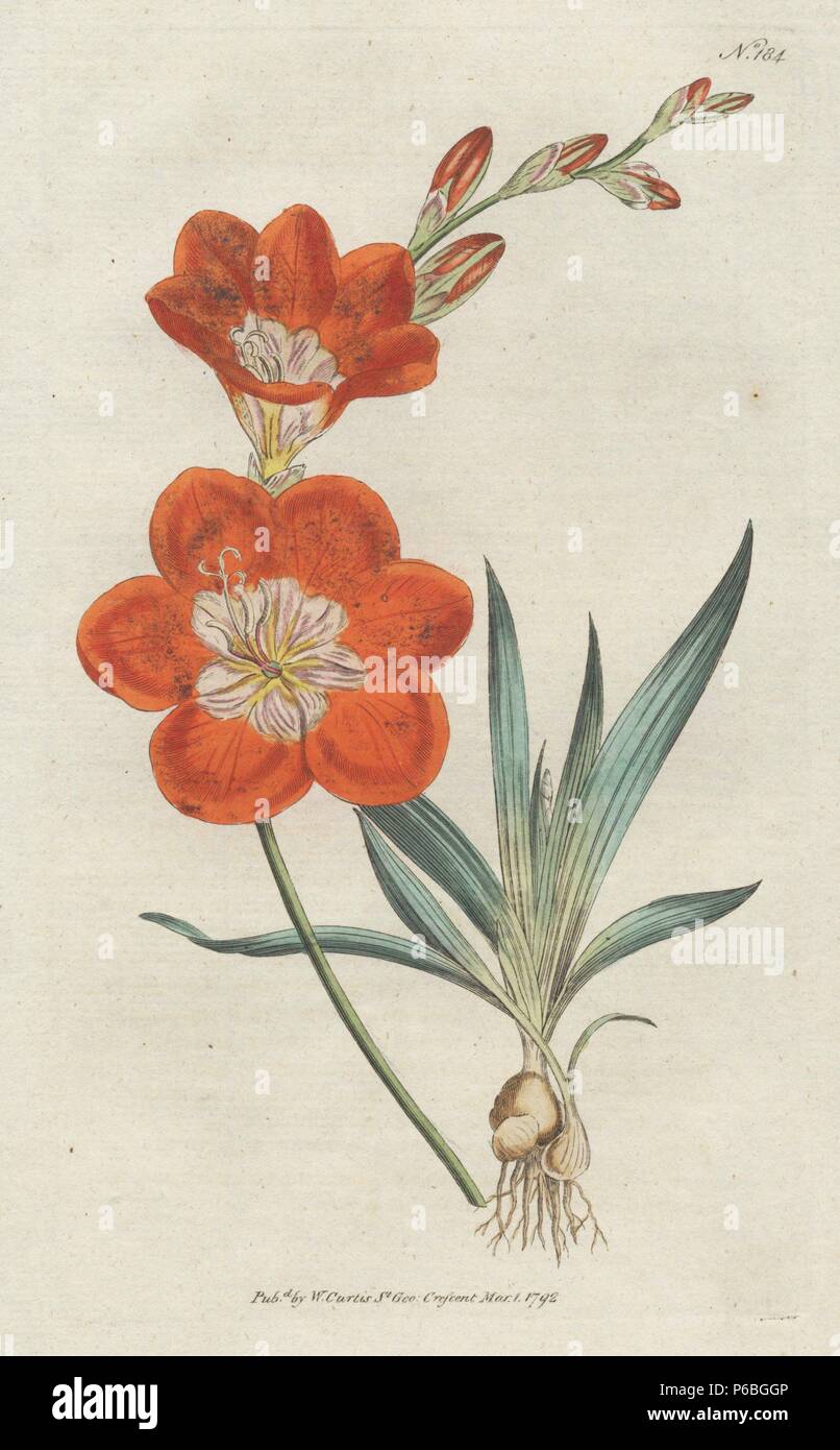 Saffron-coloured ixia, Tritonia crocata (Ixia crocata). Handcolored copperplate drawn and engraved by Sydenham Edwards from William Curtis's 'Botanical Magazine,' St. George's Crescent, London, 1791. Stock Photo