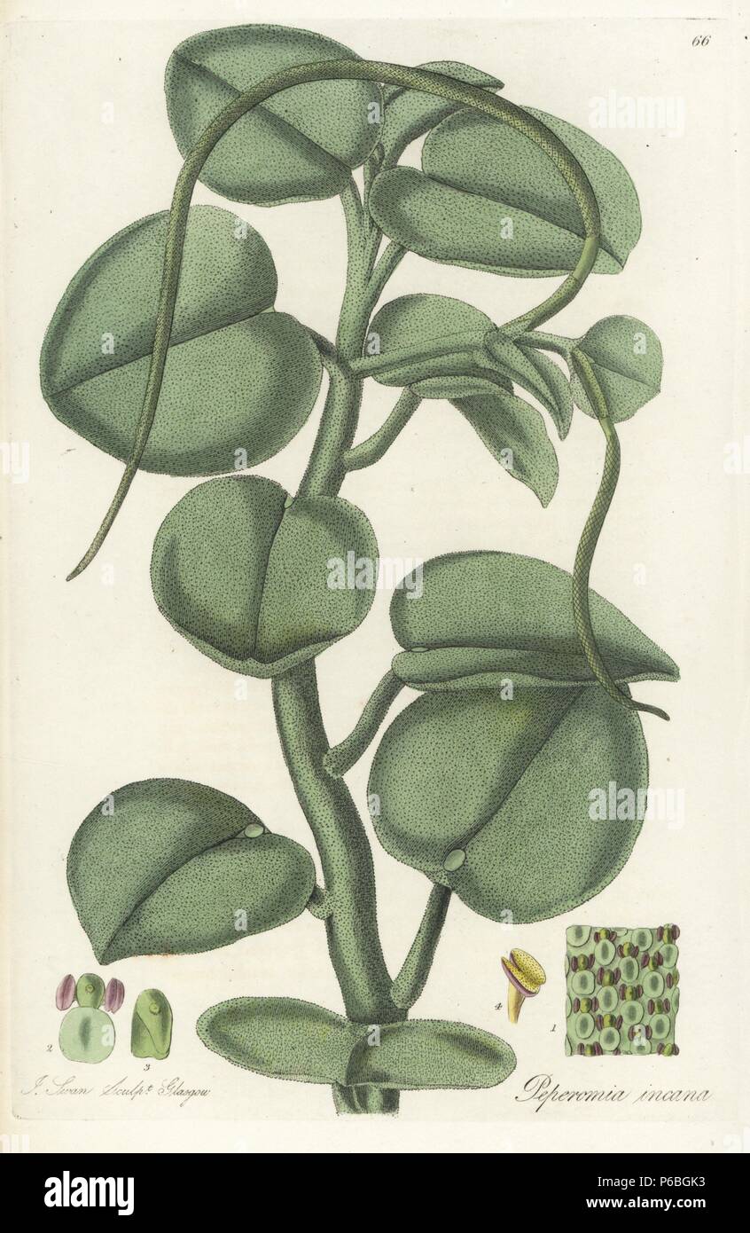Radiator plant or hoary peperomia, Peperomia incana. Handcoloured copperplate engraving by J. Swan after a botanical illustration by William Jackson Hooker from his own 'Exotic Flora,' Blackwood, Edinburgh, 1823. Hooker (1785-1865) was an English botanist who specialized in orchids and ferns, and was director of the Royal Botanical Gardens at Kew from 1841. Stock Photo