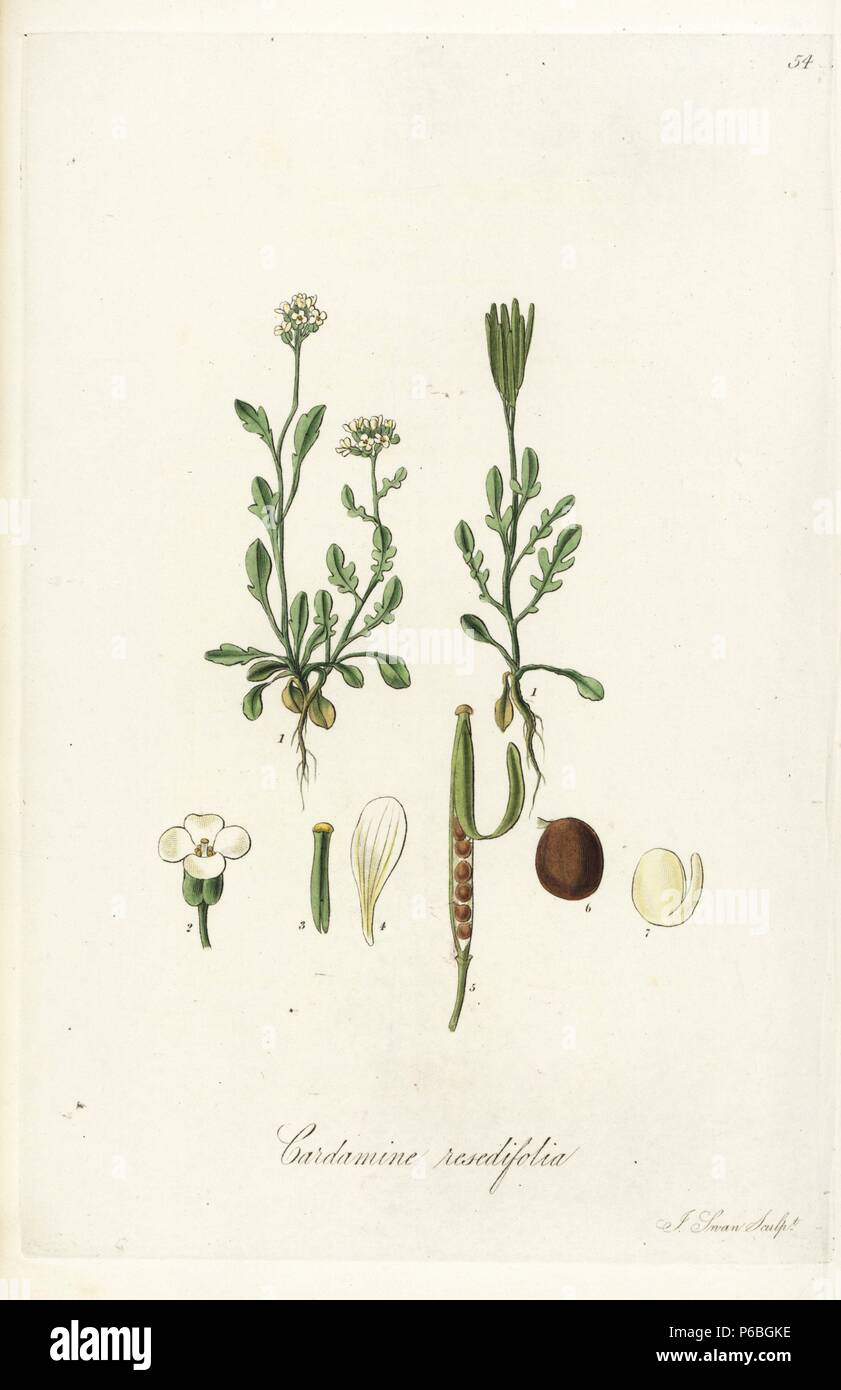 Mignonette-leaved bittercress or lady's smock, Cardamine resedifolia. Handcoloured copperplate engraving by J. Swan after a botanical illustration by William Jackson Hooker from his own 'Exotic Flora,' Blackwood, Edinburgh, 1823. Hooker (1785-1865) was an English botanist who specialized in orchids and ferns, and was director of the Royal Botanical Gardens at Kew from 1841. Stock Photo