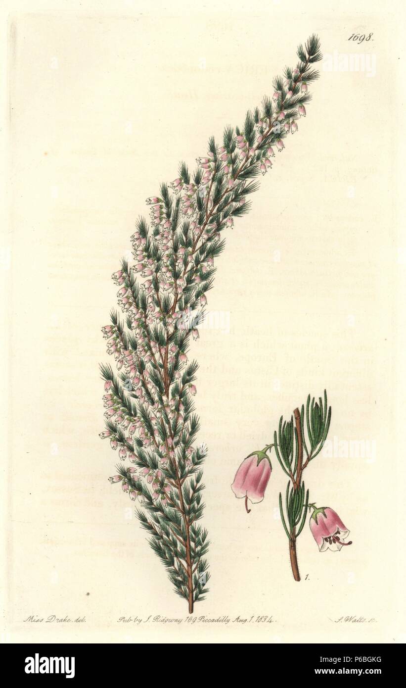 Bladdery stachys, Stachys inflata. Native to Europe. Handcoloured copperplate engraving by S. Watts after an illustration by Miss Drake from Sydenham Edwards' 'The Botanical Register,' London, Ridgway, 1834. Sarah Anne Drake (1803-1857) drew over 1,300 plates for the botanist John Lindley, including many orchids. Stock Photo