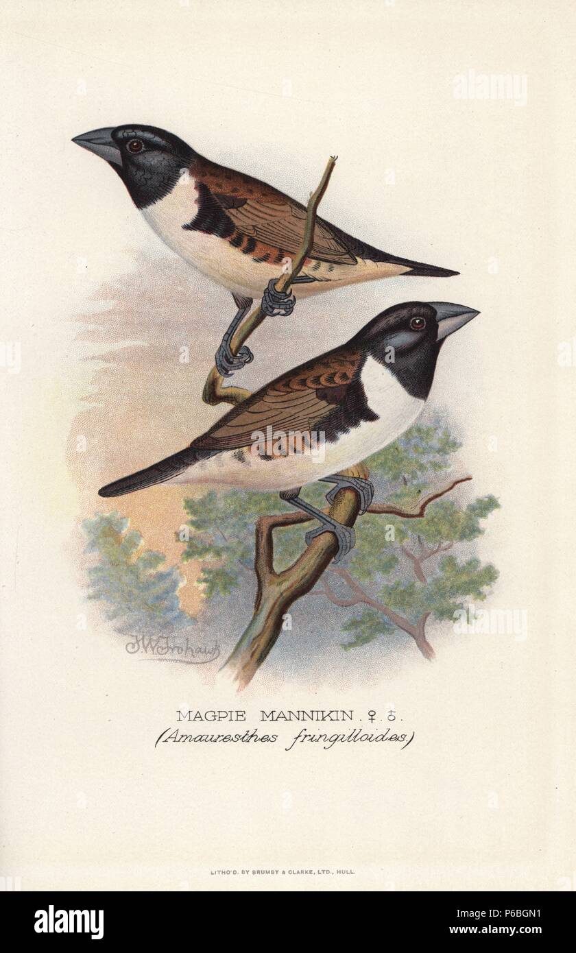 Magpie mannikin or magpie munia, Lonchura fringilloides. (Amauresthes fringilloides) Chromolithograph by Brumby and Clarke after a painting by Frederick William Frohawk from Arthur Gardiner Butler's 'Foreign Finches in Captivity,' London, 1899. Stock Photo