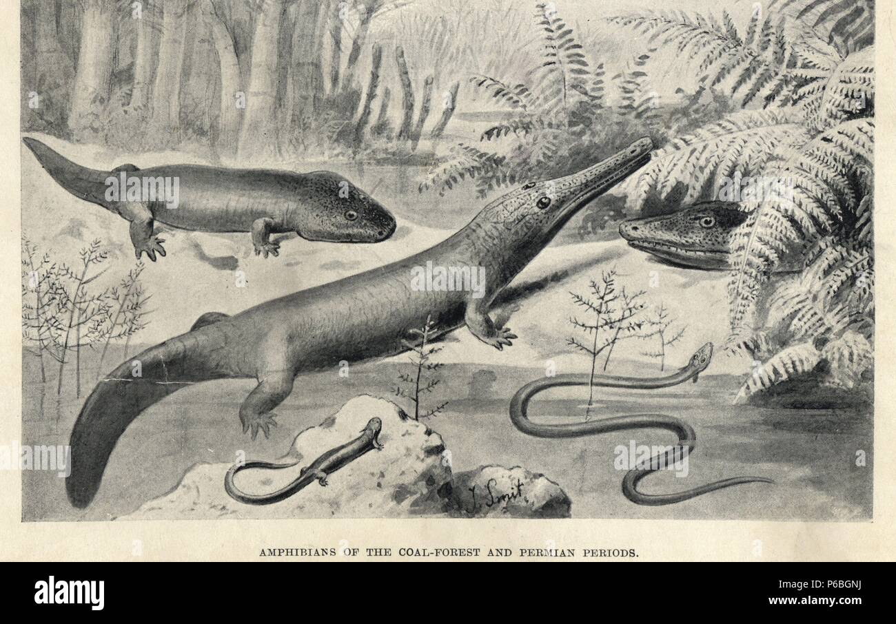 Sclerocephalus haeuseri (Actinodon), Keraterpeton galvani (Ceraterpeton), Archegosaurus decheni, Phlegethontia longissima (Dolichosoma), and head of Loxomma under ferns. Amphibians of the coal forest and Permian periods. Illustration by J. Smit from H. N. Hutchinson's 'Extinct Monsters and Creatures of Other Days,' Chapman and Hall, London, 1894. Stock Photo