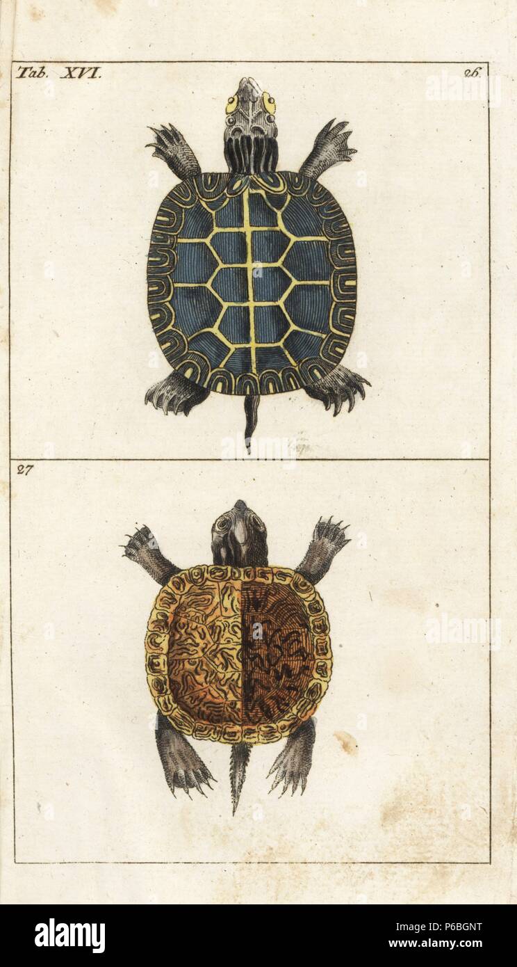 Painted turtle, Chrysemys picta (Testudo cinerea) and yellow-bellied slider, Trachemys scripta scripta (Testudo scripta). Handcolored copperplate engraving from G. T. Wilhelm's 'Encyclopedia of Natural History: Amphibia,' Augsburg, 1794. Gottlieb Tobias Wilhelm (1758-1811) was a Bavarian clergyman and naturalist known as the German Buffon. Stock Photo