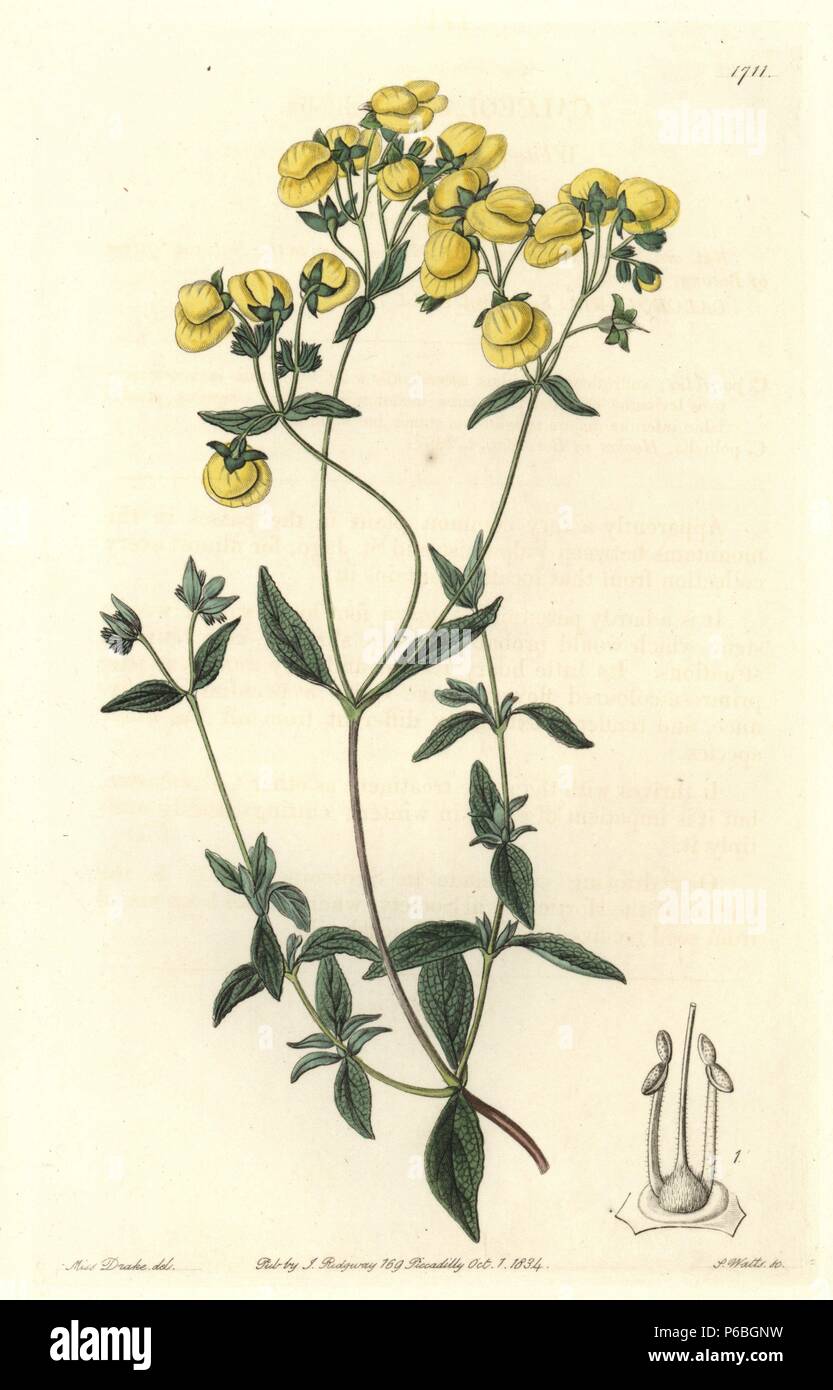 White-leaved slipperwort or capachito, Calceolaria polifolia. Native to Chile. Handcoloured copperplate engraving by S. Watts after an illustration by Miss Drake from Sydenham Edwards' 'The Botanical Register,' London, Ridgway, 1834. Sarah Anne Drake (1803-1857) drew over 1,300 plates for the botanist John Lindley, including many orchids. Stock Photo
