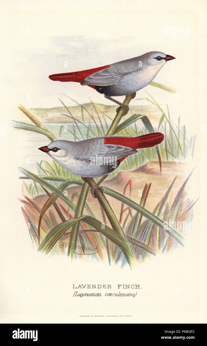 Lavender waxbill, Estrilda caerulescens. (Lavender finch, Lagonosticta coerulescens) Chromolithograph by Brumby and Clarke after a painting by Frederick William Frohawk from Arthur Gardiner Butler's 'Foreign Finches in Captivity,' London, 1899. Stock Photo
