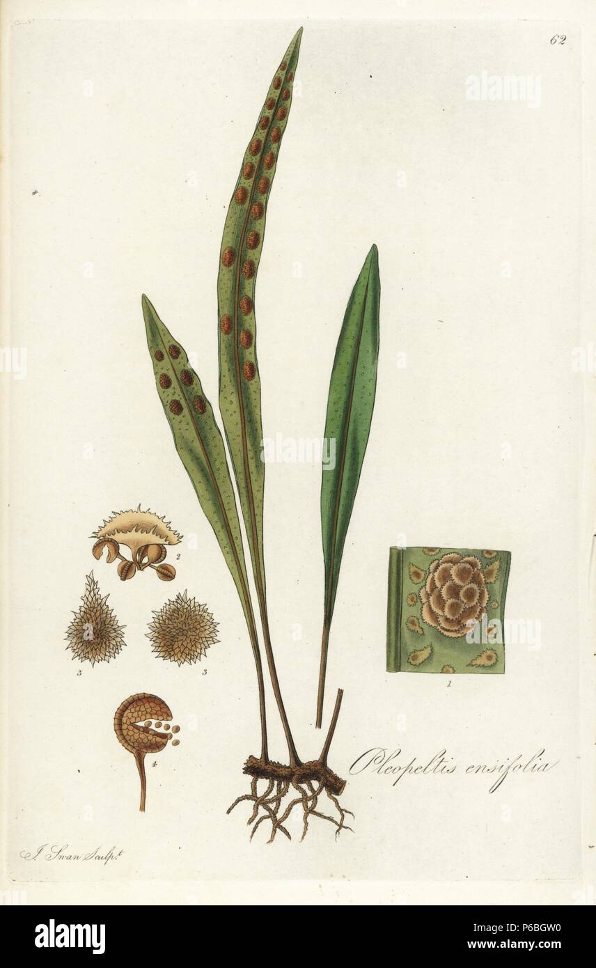 Scaly-fern species, Pleopeltis macrocarpa (Sword-leaved scaly-fern, Pleopeltis ensifolia). Handcoloured copperplate engraving by J. Swan after a botanical illustration by William Jackson Hooker from his own 'Exotic Flora,' Blackwood, Edinburgh, 1823. Hooker (1785-1865) was an English botanist who specialized in orchids and ferns, and was director of the Royal Botanical Gardens at Kew from 1841. Stock Photo