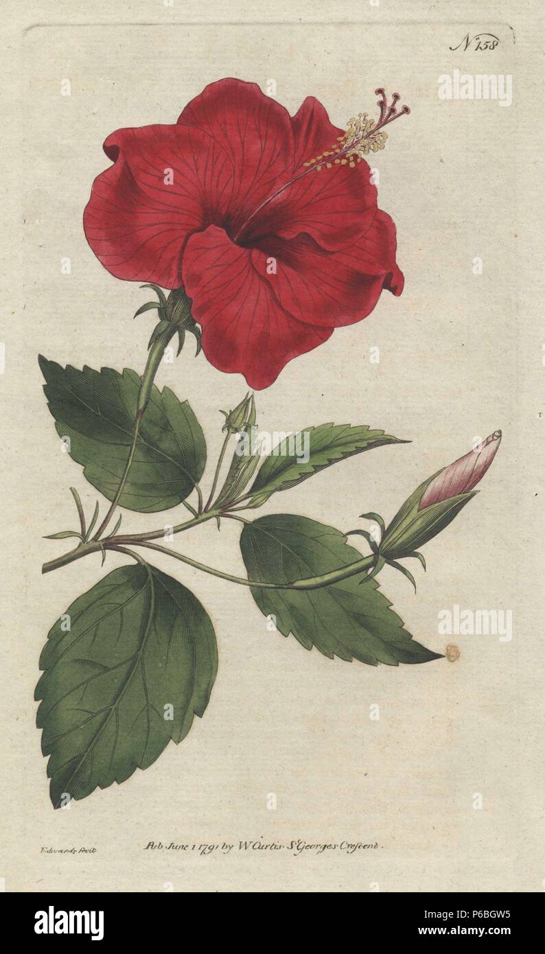 China-rose hibiscus, Hibiscus rosa sinensis. Handcolored copperplate drawn and engraved by Sydenham Edwards from William Curtis's 'Botanical Magazine,' St. George's Crescent, London, 1791. Stock Photo
