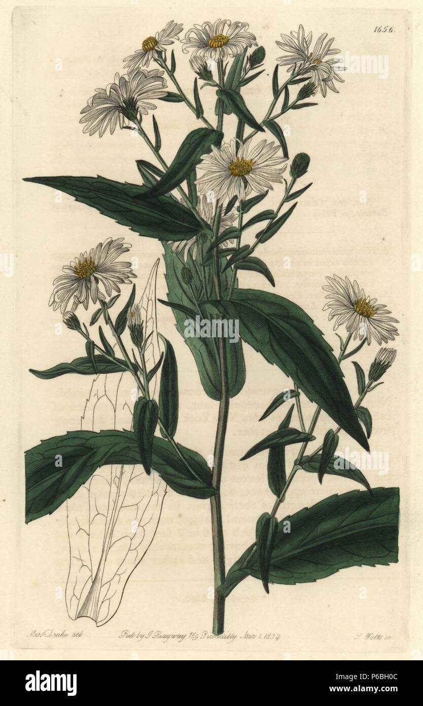 New York aster, Symphyotrichum novi-belgii (Pure white lofty aster, Aster eminens var. virgineus). Native to North America. Handcoloured copperplate engraving by S. Watts after an illustration by Miss Drake from Sydenham Edwards' 'The Botanical Register,' London, Ridgway, 1834. Sarah Anne Drake (1803-1857) drew over 1,300 plates for the botanist John Lindley, including many orchids. Stock Photo