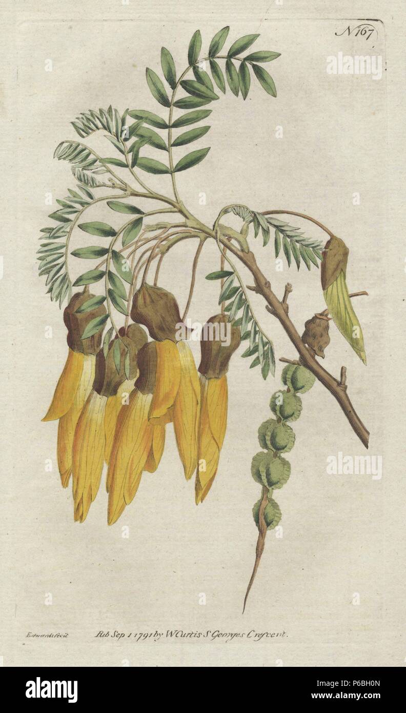 Winged-podded sophora or kowhai, Sophora tetraptera, native to New Zealand. Handcolored copperplate drawn and engraved by Sydenham Edwards from William Curtis's 'Botanical Magazine,' St. George's Crescent, London, 1791. Stock Photo