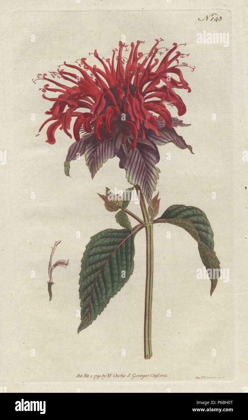 Crimson monarda, Monarda didyma (Monarda fistulosa). Handcolored copperplate drawn and engraved by Sydenham Edwards from William Curtis's 'Botanical Magazine,' St. George's Crescent, London, 1791. Stock Photo