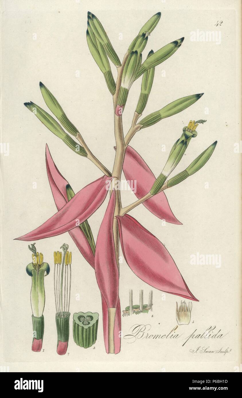 Panicle of the showy airbroom, Billbergia amoena (Bromelia pallida). Handcoloured copperplate engraving by J. Swan after a botanical illustration by William Jackson Hooker from his own 'Exotic Flora,' Blackwood, Edinburgh, 1823. Hooker (1785-1865) was an English botanist who specialized in orchids and ferns, and was director of the Royal Botanical Gardens at Kew from 1841. Stock Photo
