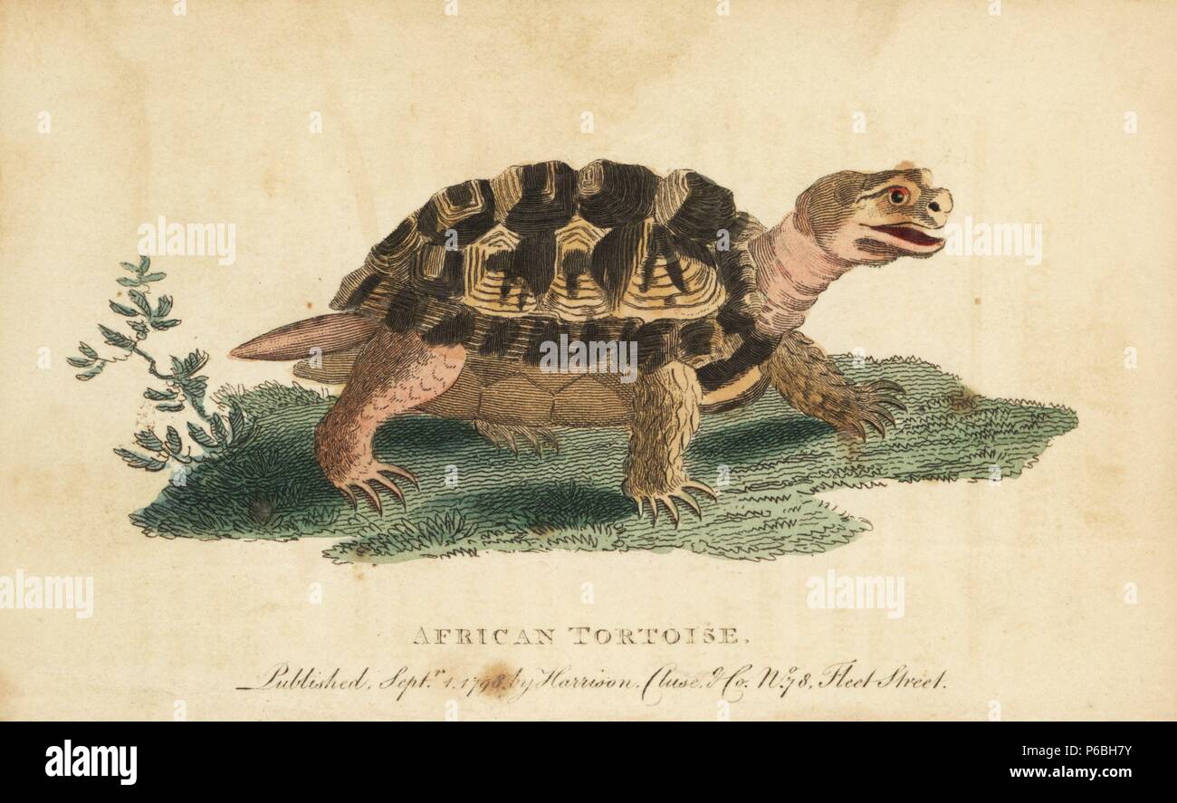 Spur-thighed tortoise, Testudo graeca. (African tortoise, Testudo pusilla) Drawn from a specimen kept in the garden of the College of Physicians, London. Handcoloured copperplate engraving from 'The Naturalist's Pocket Magazine,' Harrison, London, 1799. Stock Photo
