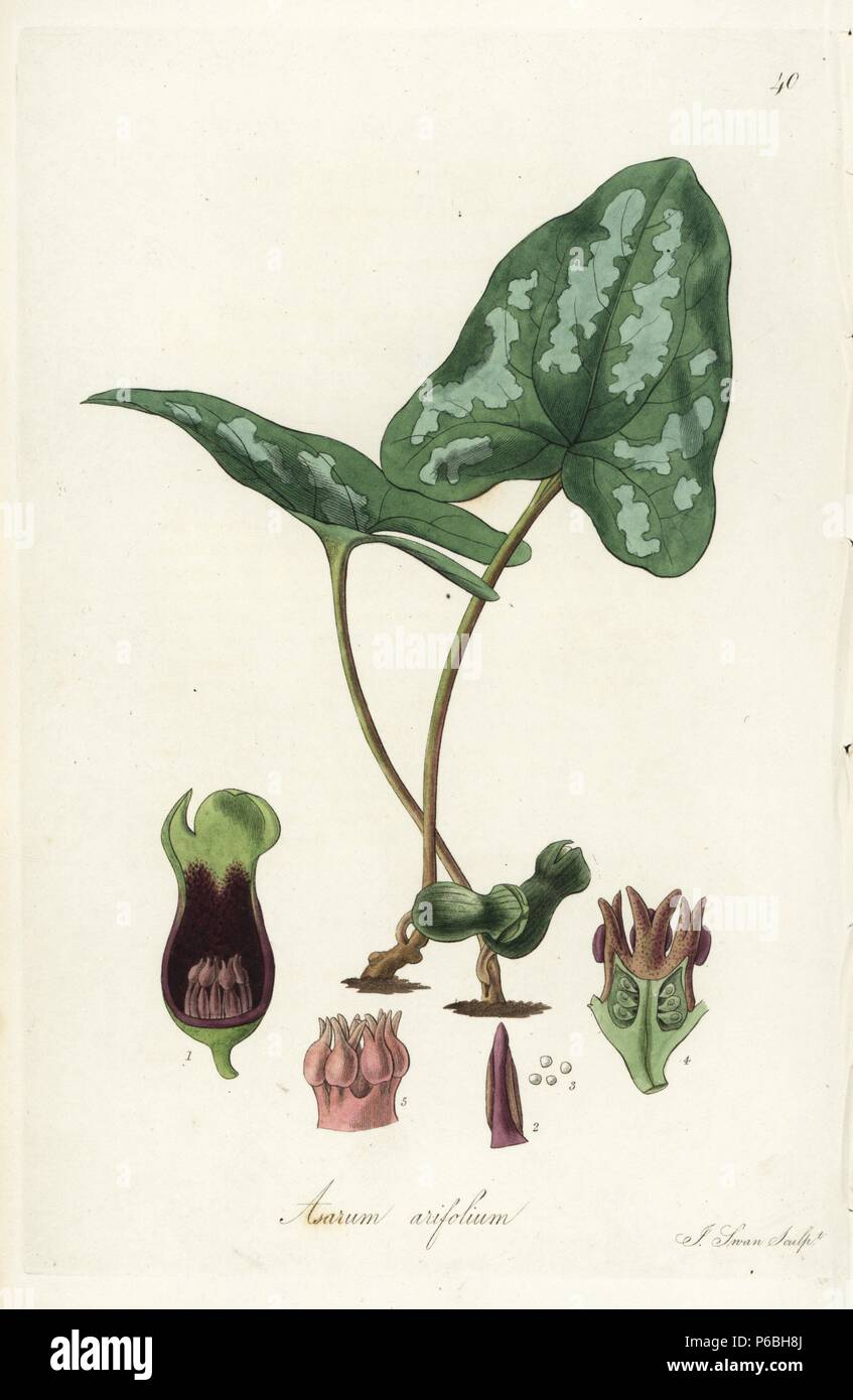 Arum-leaved asarabacca, Asarum arifolium. Handcoloured copperplate engraving by J. Swan after a botanical illustration by William Jackson Hooker from his own 'Exotic Flora,' Blackwood, Edinburgh, 1823. Hooker (1785-1865) was an English botanist who specialized in orchids and ferns, and was director of the Royal Botanical Gardens at Kew from 1841. Stock Photo