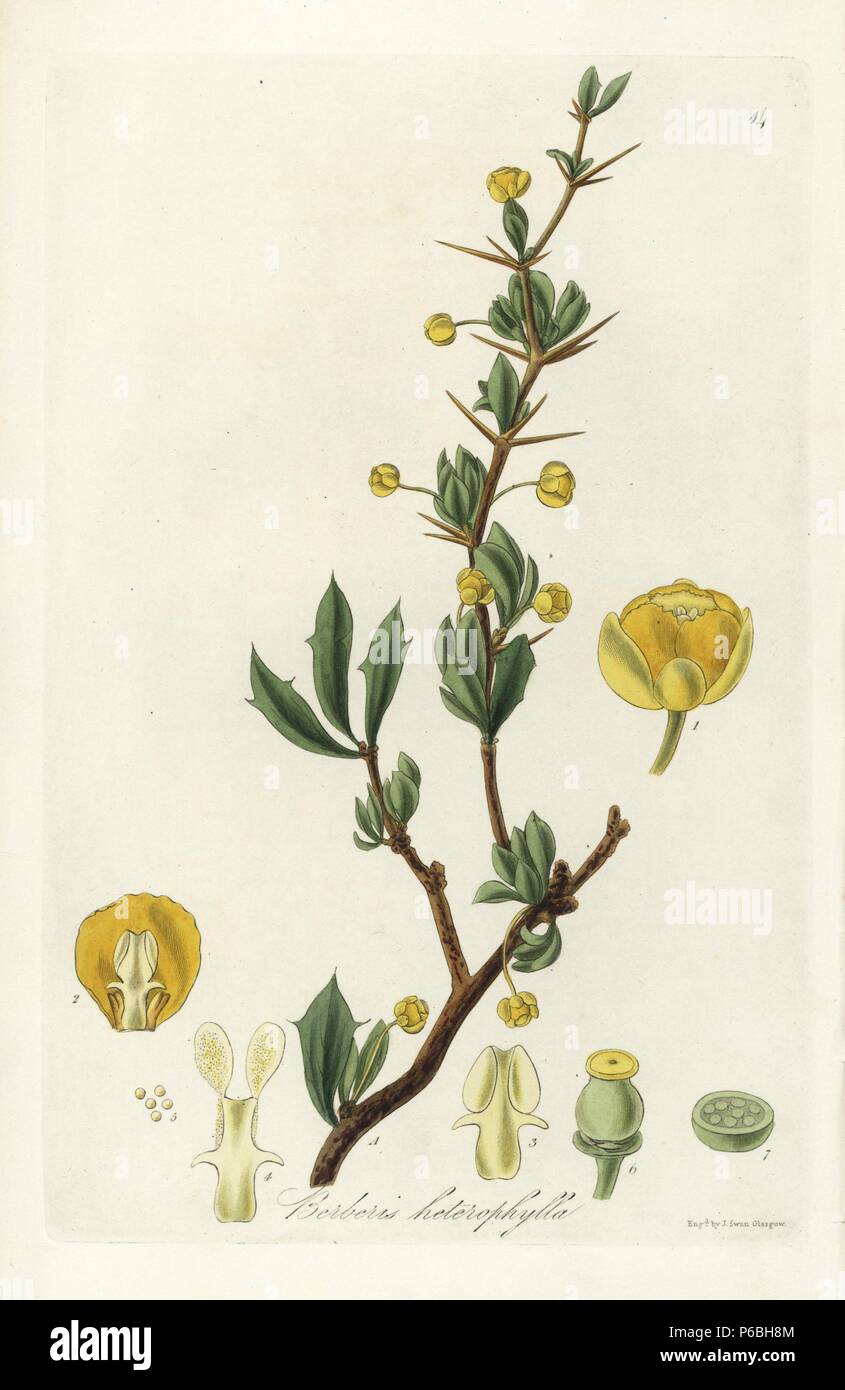 Magellan barberry, Berberis microphylla (Various-leaved barberry, Berberis heterophylla). Handcoloured copperplate engraving by J. Swan after a botanical illustration by William Jackson Hooker from his own 'Exotic Flora,' Blackwood, Edinburgh, 1823. Hooker (1785-1865) was an English botanist who specialized in orchids and ferns, and was director of the Royal Botanical Gardens at Kew from 1841. Stock Photo