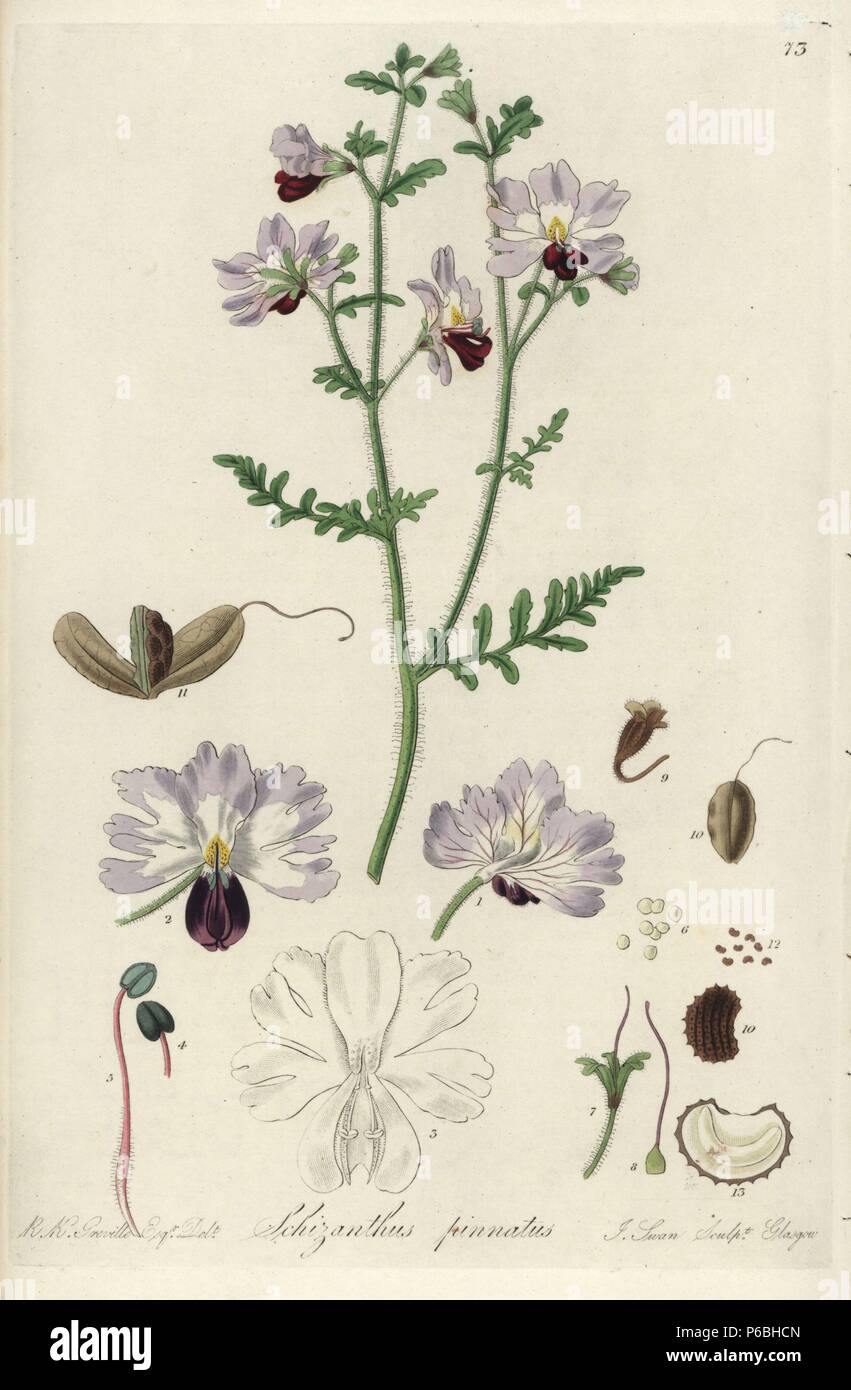 Butterfly flower or pinnated-leaved schizanthus, Schizanthus pinnatus. Handcoloured copperplate engraving by J. Swan after a botanical illustration by R.K. Greville from William Jackson Hooker's 'Exotic Flora,' Blackwood, Edinburgh, 1823. Hooker (1785-1865) was an English botanist who specialized in orchids and ferns, and was director of the Royal Botanical Gardens at Kew from 1841. Stock Photo
