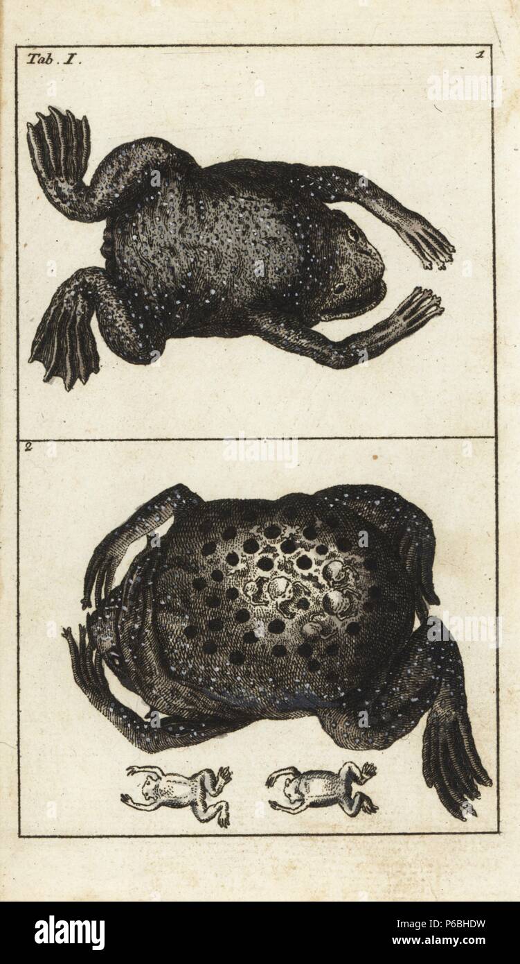 Surinam toad, Pipa pipa, male (top), and female with embedded young froglets on her back (bottom). Handcolored copperplate engraving from G. T. Wilhelm's 'Encyclopedia of Natural History: Amphibia,' Augsburg, 1794. Gottlieb Tobias Wilhelm (1758-1811) was a Bavarian clergyman and naturalist known as the German Buffon. Stock Photo