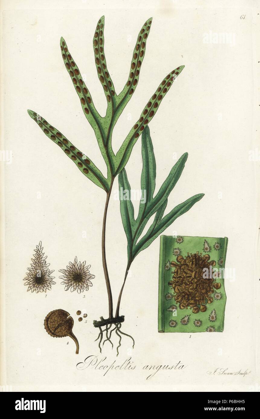 Narrow-leaved scaly fern, Pleopeltis angusta. Handcoloured copperplate engraving by J. Swan after a botanical illustration by William Jackson Hooker from his own 'Exotic Flora,' Blackwood, Edinburgh, 1823. Hooker (1785-1865) was an English botanist who specialized in orchids and ferns, and was director of the Royal Botanical Gardens at Kew from 1841. Stock Photo