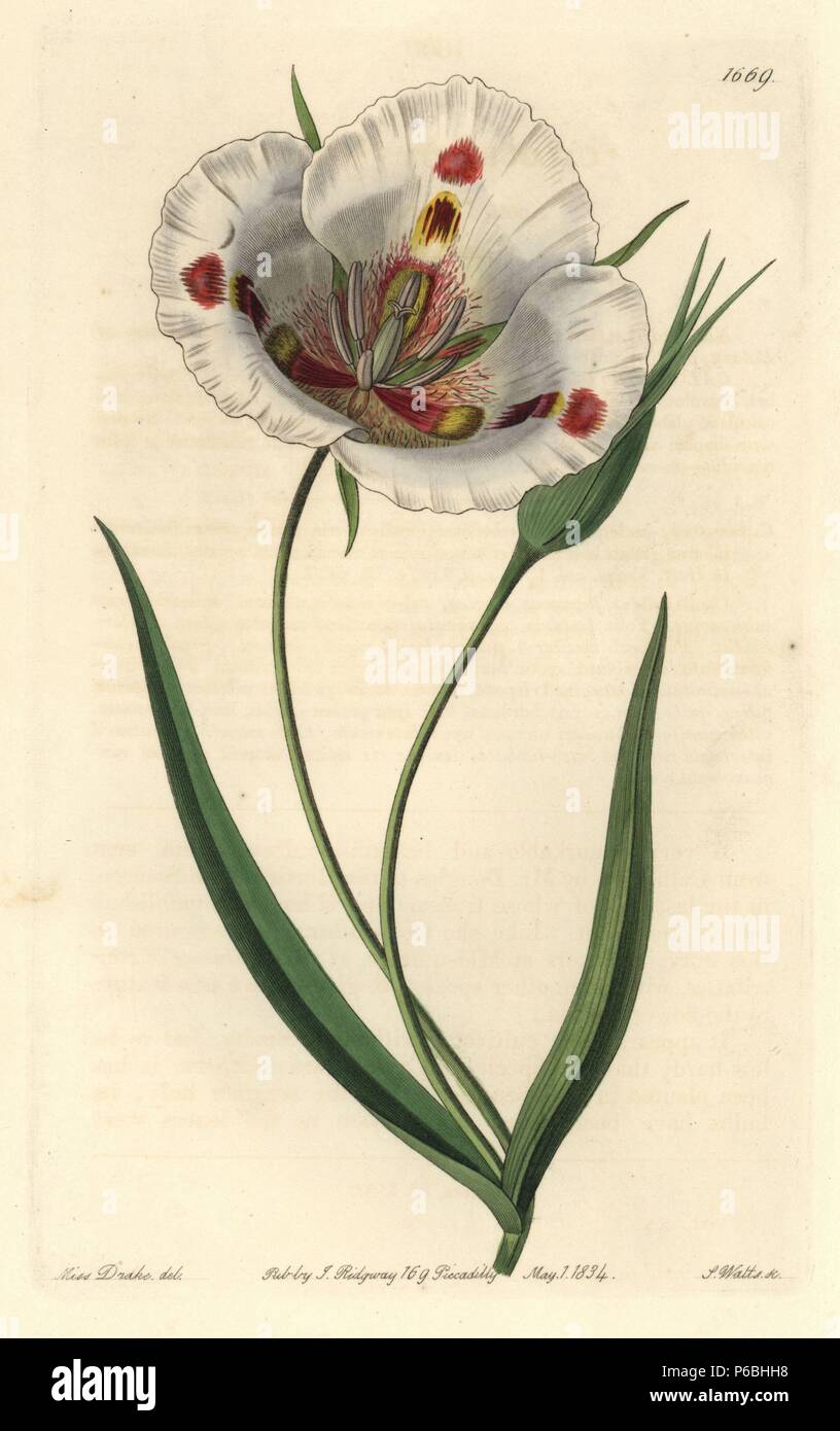 Spotted calochortus or butterfly mariposa lily, Calochortus venustus. Native to California. Handcoloured copperplate engraving by S. Watts after an illustration by Miss Drake from Sydenham Edwards' 'The Botanical Register,' London, Ridgway, 1834. Sarah Anne Drake (1803-1857) drew over 1,300 plates for the botanist John Lindley, including many orchids. Stock Photo