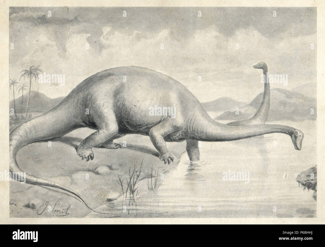 Diplodocus carnegii, the greatest known dinosaur. Illustration by J. Smit from H. N. Hutchinson's 'Extinct Monsters and Creatures of Other Days,' Chapman and Hall, London, 1894. Stock Photo