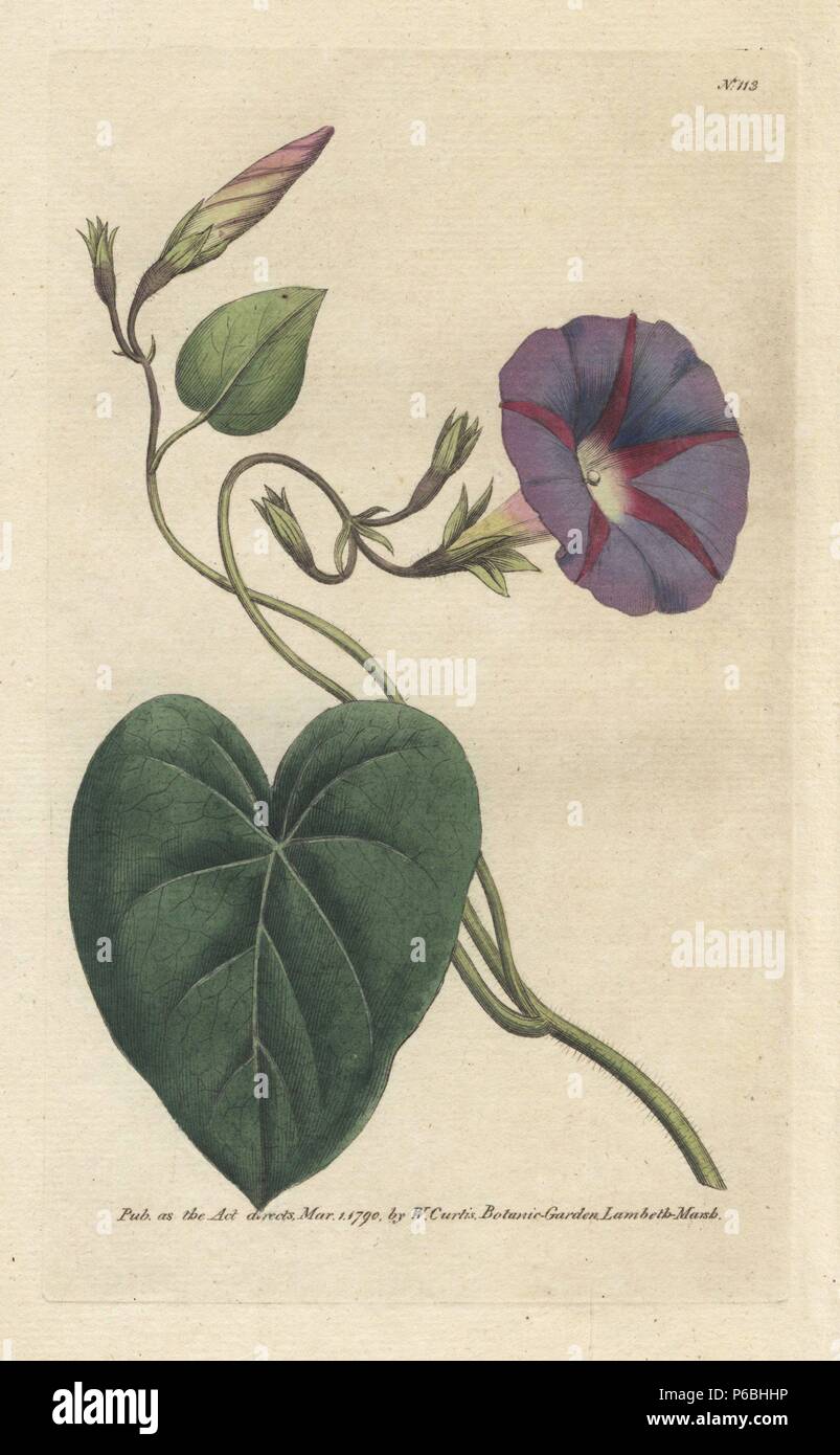 Purple bindweed, Ipomoea purpurea (Convolvulus purpureus). Handcolored copperplate engraving from a botanical illustration by James Sowerby from William Curtis's 'Botanical Magazine,' Lambeth, London, 1790. Stock Photo