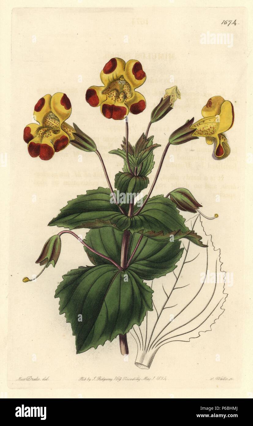 Mr. Smith's monkey flower, Mimulus smithii (hybrid of M. variegatus and M. luteus rivularis). Handcoloured copperplate engraving by S. Watts after an illustration by Miss Drake from Sydenham Edwards' 'The Botanical Register,' London, Ridgway, 1834. Sarah Anne Drake (1803-1857) drew over 1,300 plates for the botanist John Lindley, including many orchids. Stock Photo