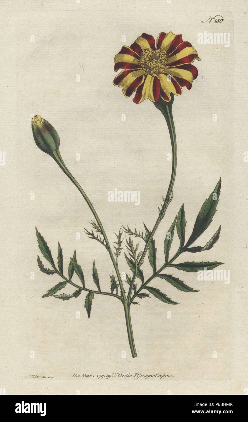 French marigold or spreading tagetes, Tagetes patula. Handcolored copperplate drawn and engraved by Sydenham Edwards from William Curtis's 'Botanical Magazine,' St. George's Crescent, London, 1791. Stock Photo