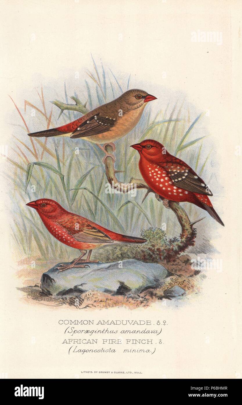 Red avadavat or strawberry finch, Amandava amandava, and African firefinch, Lagonosticta rubricata. Chromolithograph by Brumby and Clarke after a painting by Frederick William Frohawk from Arthur Gardiner Butler's 'Foreign Finches in Captivity,' London, 1899. Stock Photo