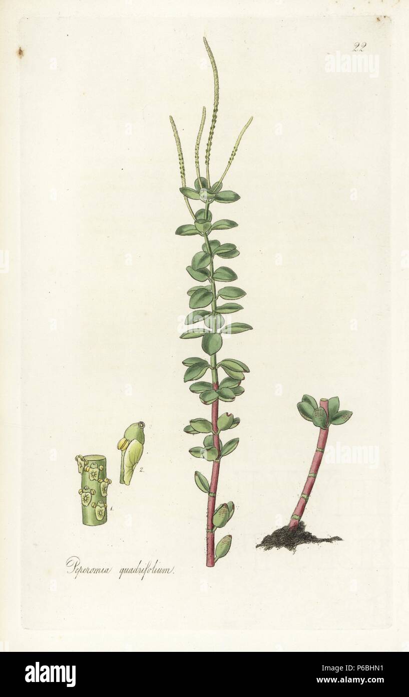 Four-leaved radiator plant, Peperomia quadrifolia. Handcoloured copperplate engraving by J. Swan after a botanical illustration by William Jackson Hooker from his own 'Exotic Flora,' Blackwood, Edinburgh, 1823. Hooker (1785-1865) was an English botanist who specialized in orchids and ferns, and was director of the Royal Botanical Gardens at Kew from 1841. Stock Photo