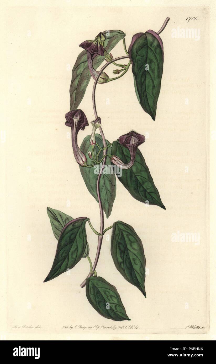 Elegant ceropegia, Ceropegia elegans. Native to India. Handcoloured copperplate engraving by S. Watts after an illustration by Miss Drake from Sydenham Edwards' 'The Botanical Register,' London, Ridgway, 1834. Sarah Anne Drake (1803-1857) drew over 1,300 plates for the botanist John Lindley, including many orchids. Stock Photo