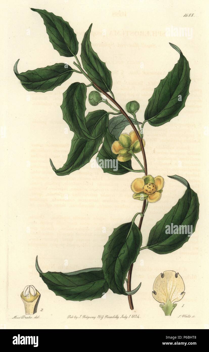 Magnolia vine, Schisandra propinqua (Small-flowered sphaerostema, Sphaerostema propinquum). Native to Nepal. Handcoloured copperplate engraving by S. Watts after an illustration by Miss Drake from Sydenham Edwards' 'The Botanical Register,' London, Ridgway, 1834. Sarah Anne Drake (1803-1857) drew over 1,300 plates for the botanist John Lindley, including many orchids. Stock Photo