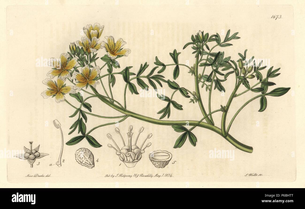 Douglas limnanthes, Limnanthes douglasii. Native to California. Handcoloured copperplate engraving by S. Watts after an illustration by Miss Drake from Sydenham Edwards' 'The Botanical Register,' London, Ridgway, 1834. Sarah Anne Drake (1803-1857) drew over 1,300 plates for the botanist John Lindley, including many orchids. Stock Photo