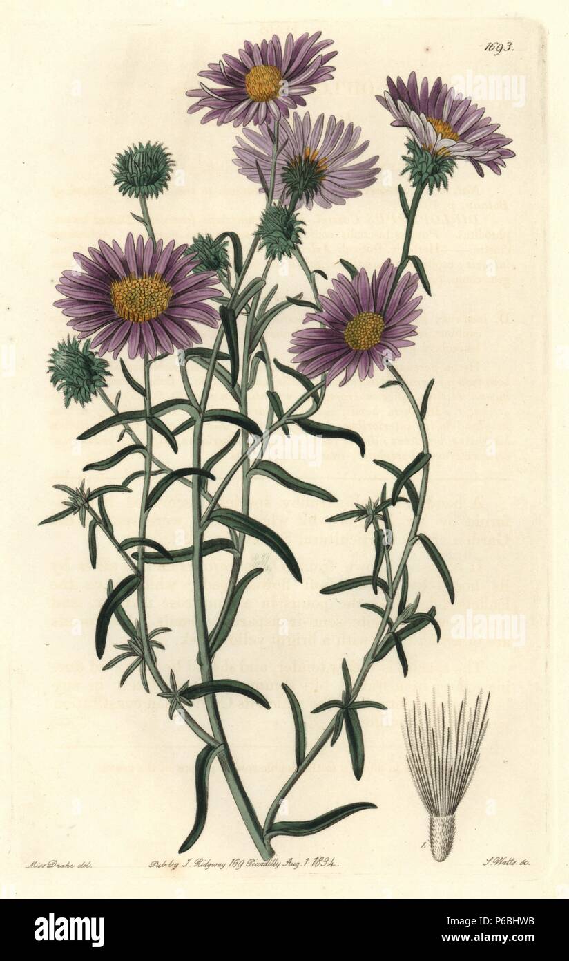Ashy tansy-aster, Dieteria canescens var. incana. (Hoary diplopappus, Diplopappus incanus). Native to California. Handcoloured copperplate engraving by S. Watts after an illustration by Miss Drake from Sydenham Edwards' "The Botanical Register," London, Ridgway, 1834. Sarah Anne Drake (1803-1857) drew over 1,300 plates for the botanist John Lindley, including many orchids. Stock Photo