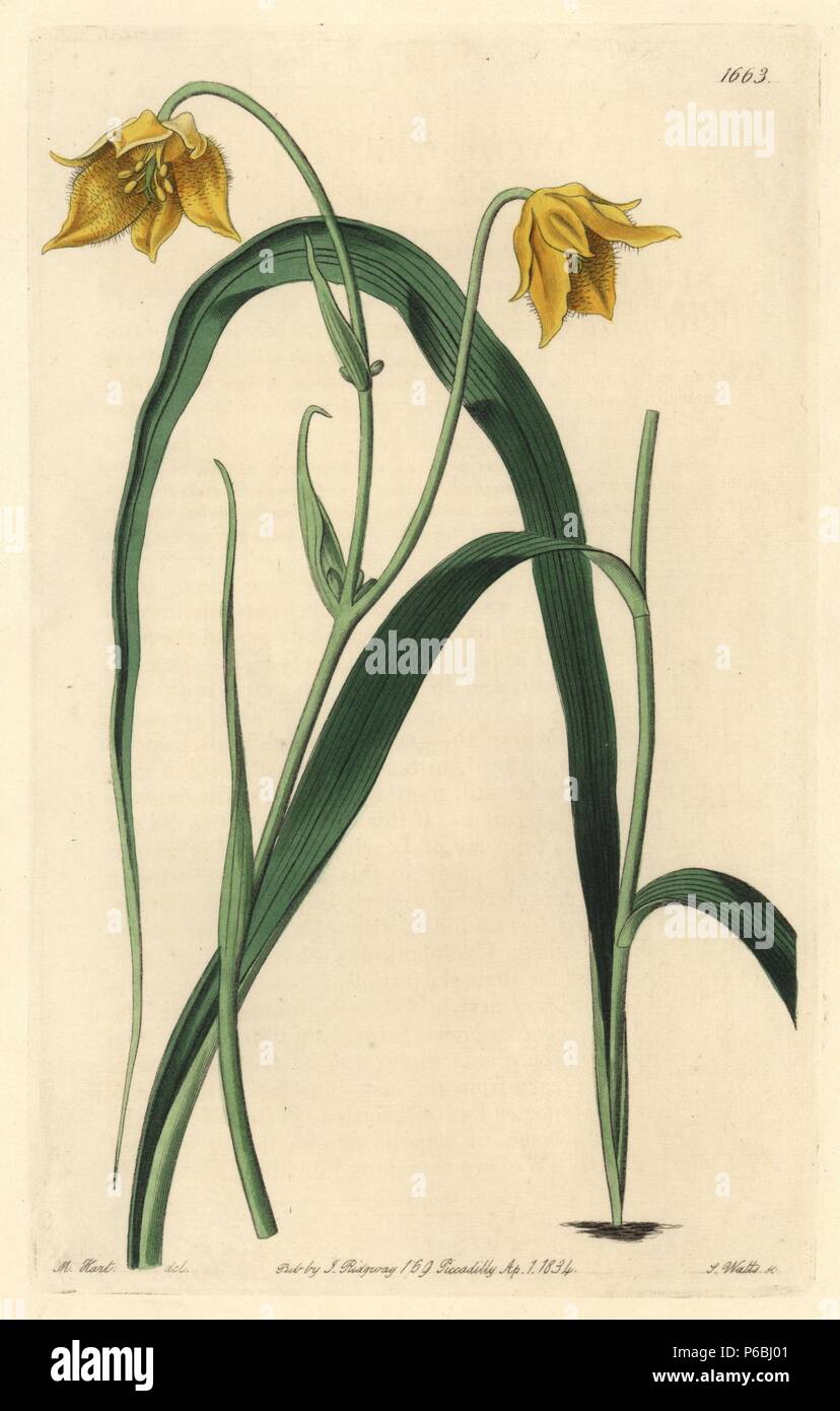 Yellow mariposa lily, Calochortus luteus (Pale yellow cyclobothra, Cyclobothra lutea). Native to Mexico. Handcoloured copperplate engraving by S. Watts after an illustration by Miss Drake from Sydenham Edwards' 'The Botanical Register,' London, Ridgway, 1834. Sarah Anne Drake (1803-1857) drew over 1,300 plates for the botanist John Lindley, including many orchids. Stock Photo