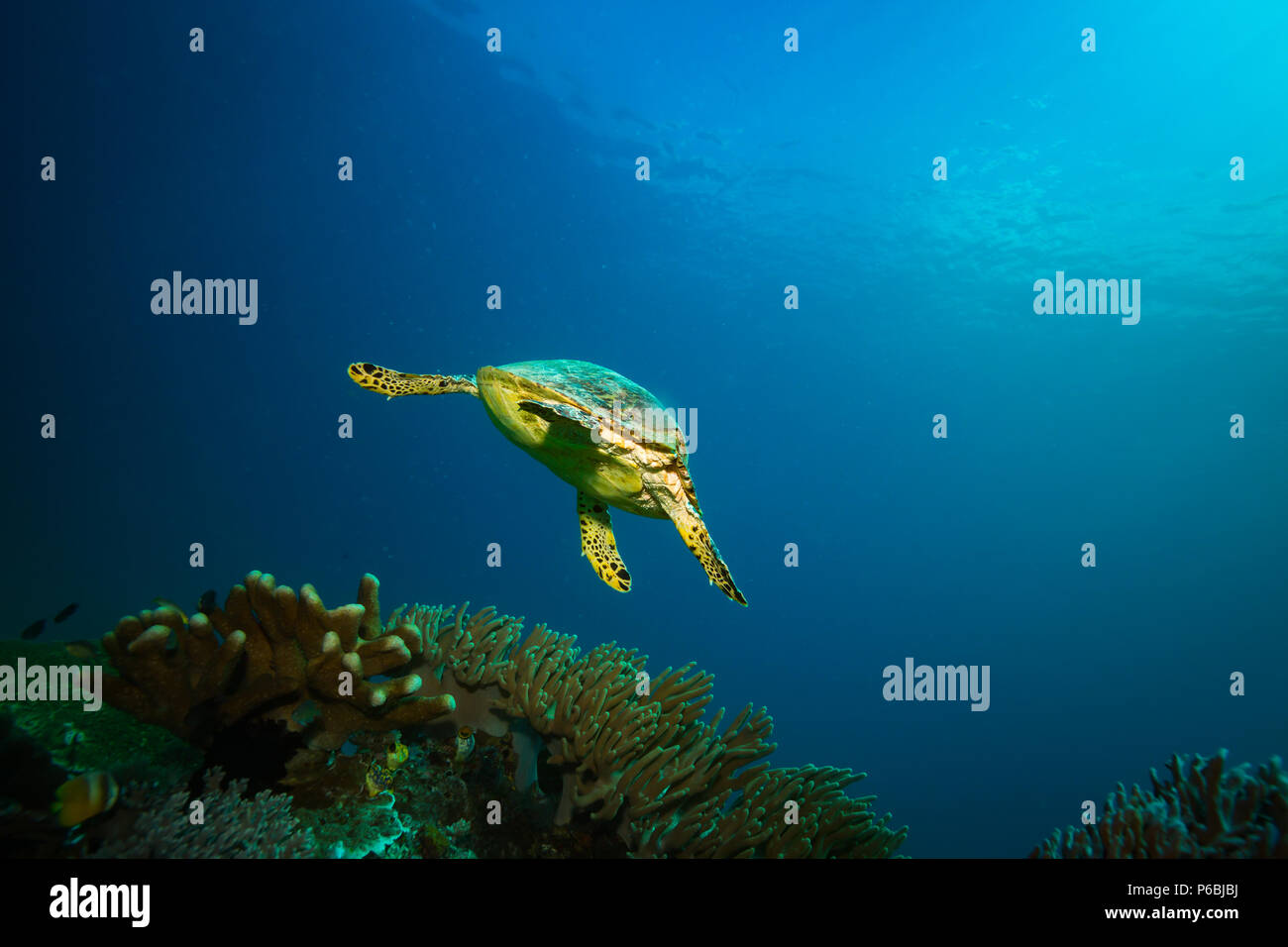 Turtle in Komodo national park Stock Photo Alamy