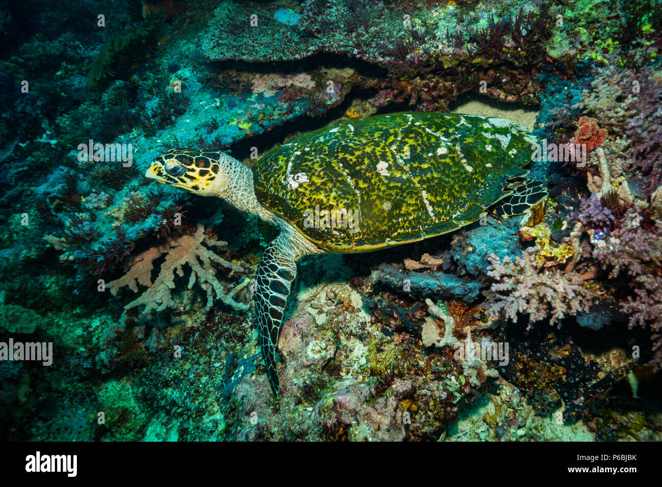 Turtle in Komodo national park Stock Photo Alamy