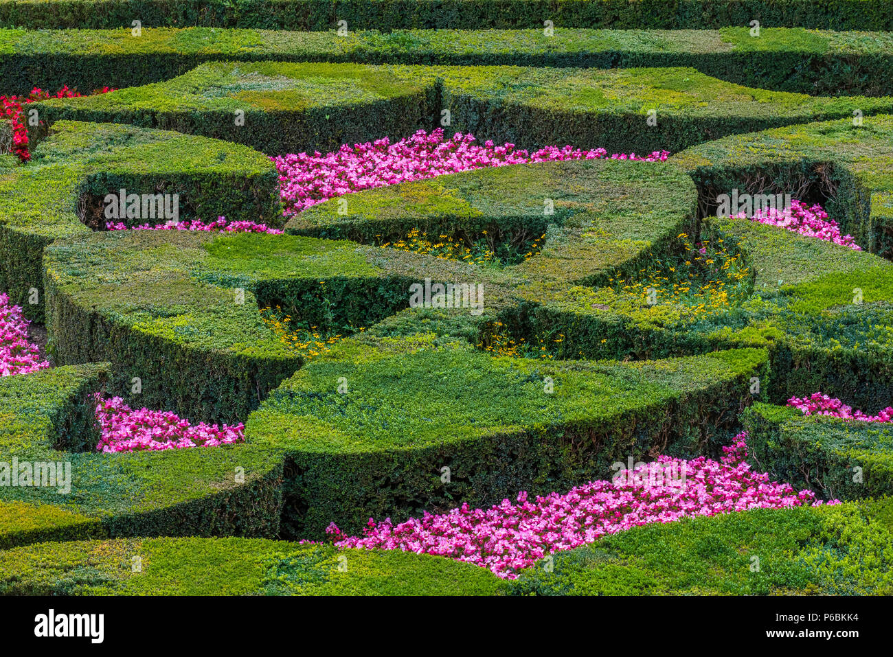 France, Centre-Val de Loire, Indre-et-Loire, view of the Gardens of Villandry, bed of trimmed boxwood and flowers Stock Photo
