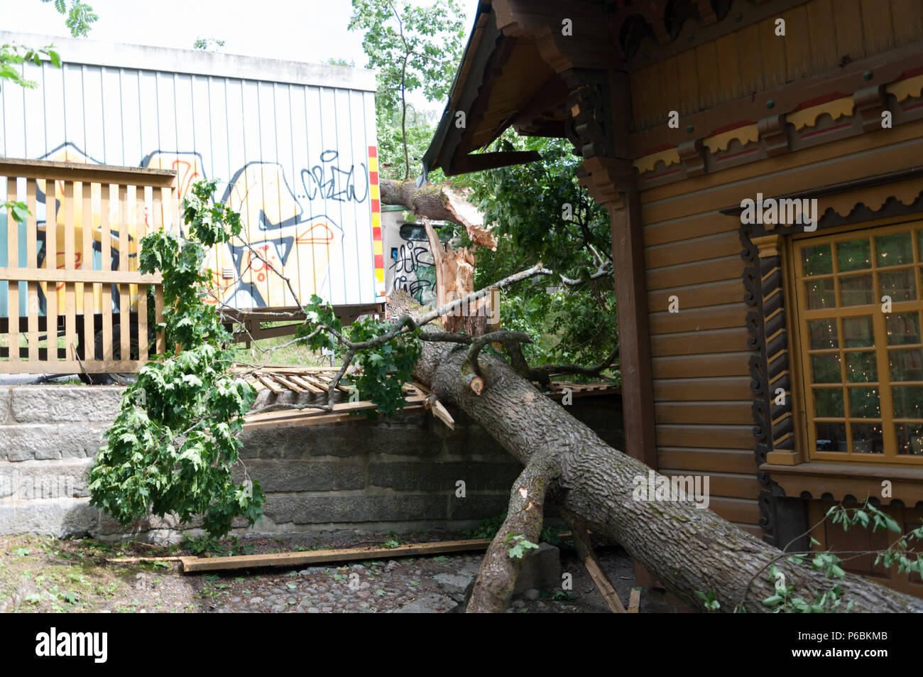 Tree Blown Down In Storm Stock Photo Alamy