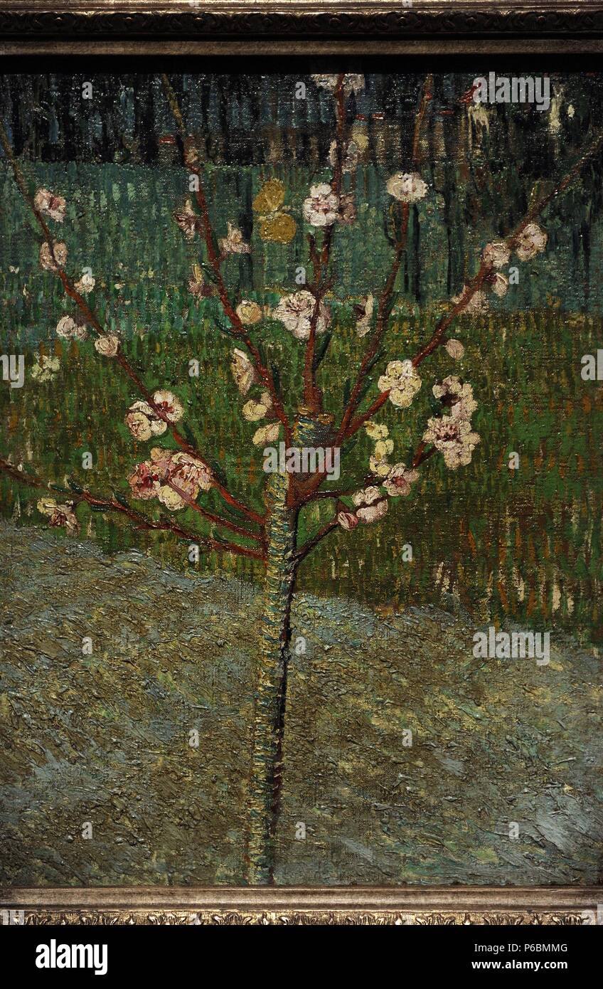 Vincent Van Gogh 1853 10 Dutch Painter Almond Tree In Bloom 18 Rijksmuseum Amsterdam Holland Stock Photo Alamy Vincent Van Gogh 1853 10 Dutch Painter Almond Tree In Bloom 18 Rijksmuseum Amsterdam Holland Stock Photo Alamy