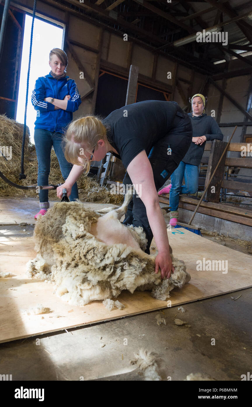 A Finnish female sheep shearer Stock Photo Alamy