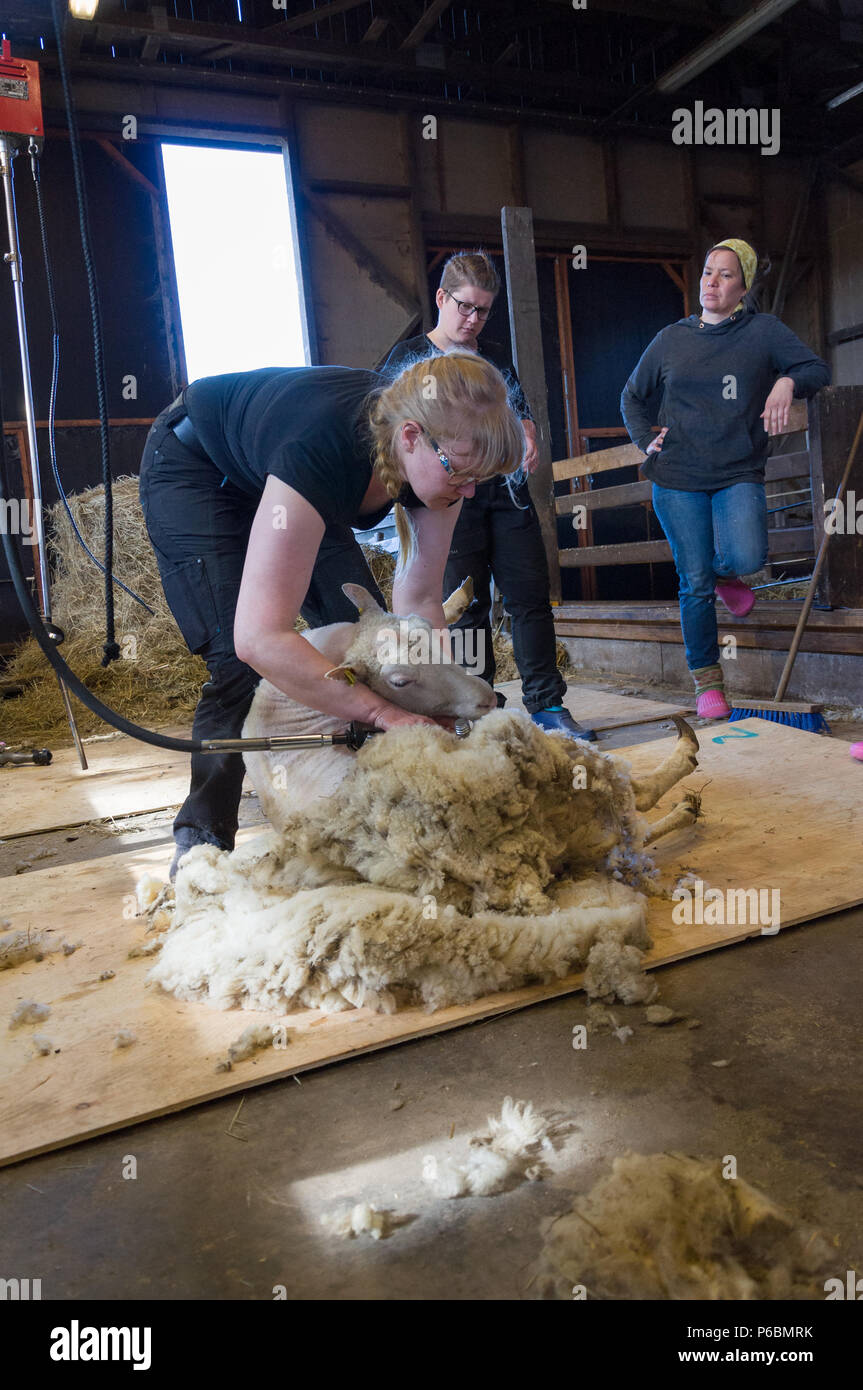 Female sheep shearer hires stock photography and images Alamy