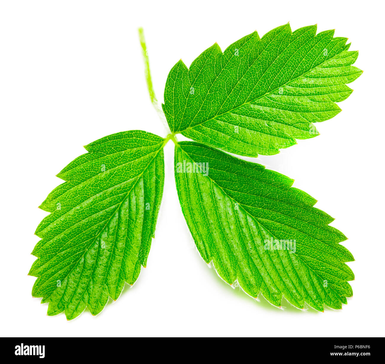 Strawberry leaves isolated on white background, close up Stock Photo