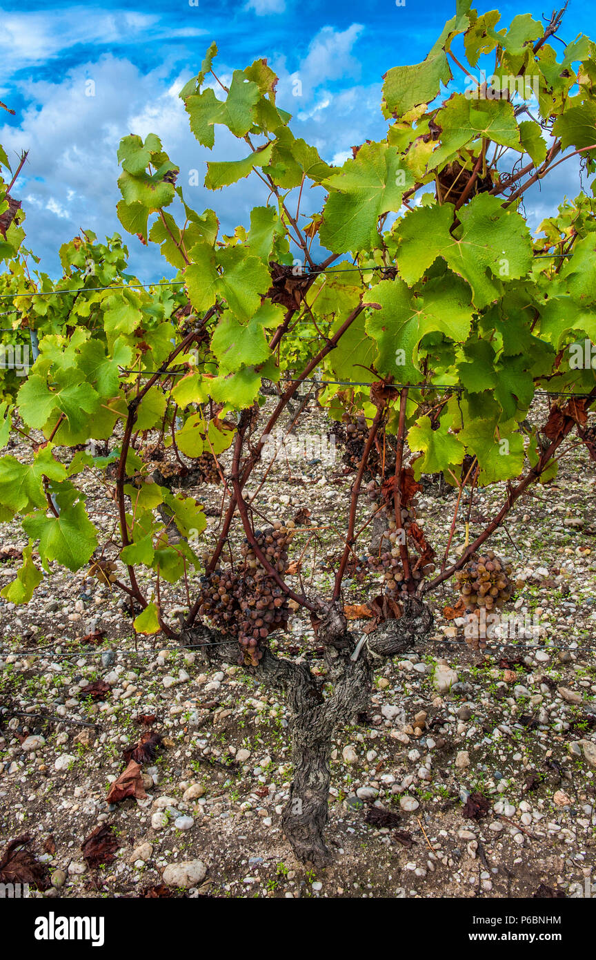 Botrytis cinerea grapes hires stock photography and images Alamy