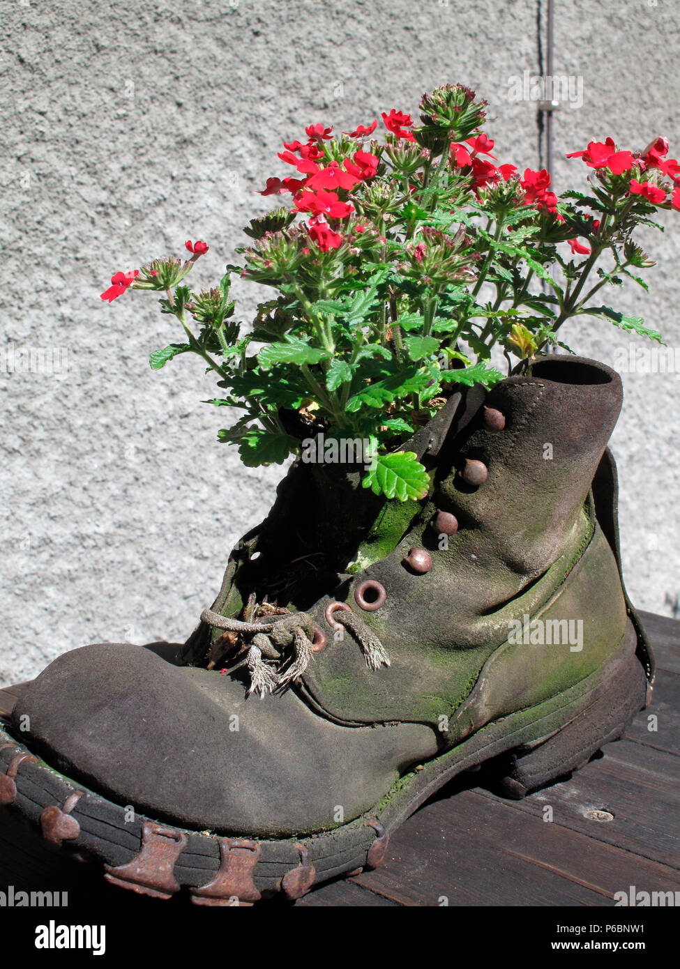 Haute Savoie,A geranium is growing in an old shoe Stock Photo - Alamy