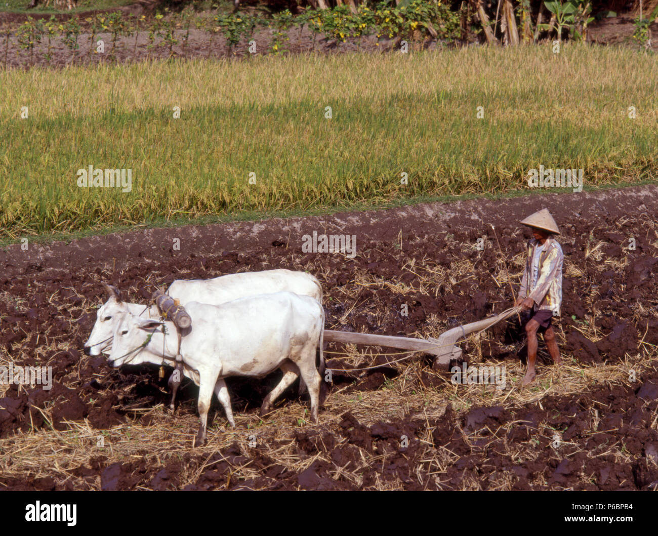 Farmer Java Farmer with bullock hi-res stock photography and images - Alamy